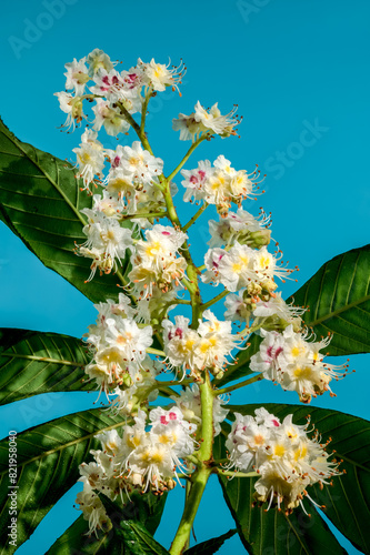Blooming chestnut tree flowers on a blue background