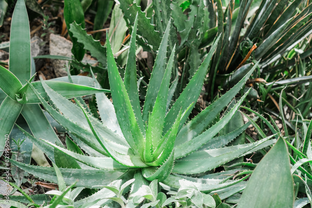 Detailed close-up of an aloe plant surrounded by green grass in a natural setting Detailed close-up of an aloe plant surrounded by green grass in a natural setting