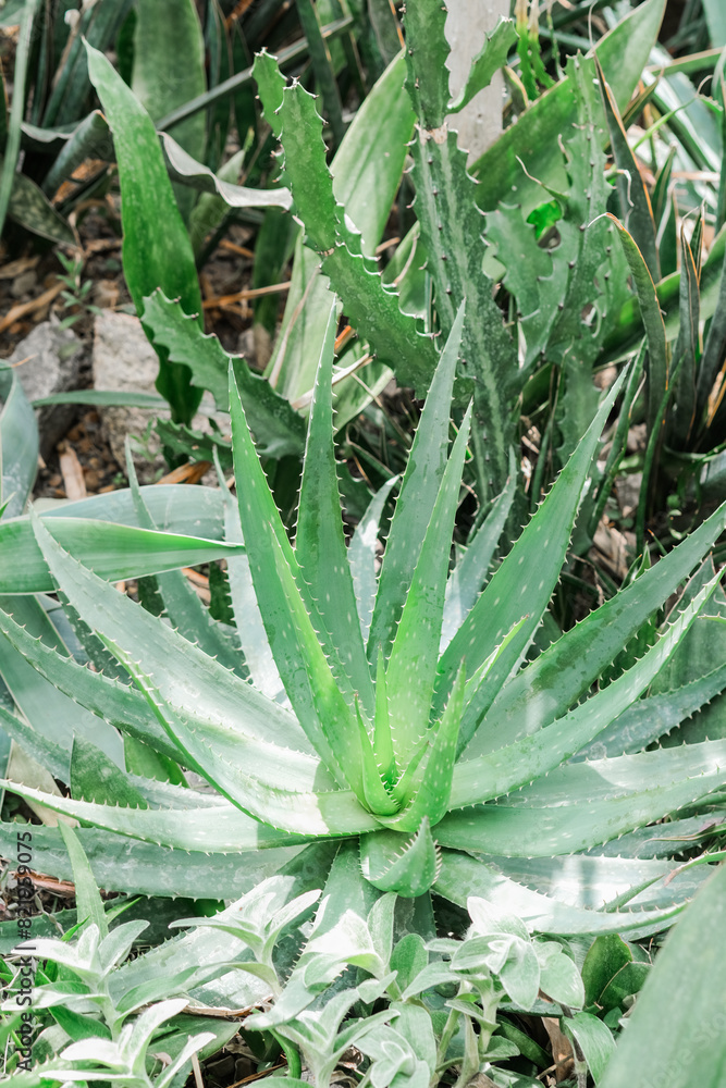 Fototapeta premium Detailed view of an aloe plant in a field, showcasing the intricate patterns and textures of its leaves