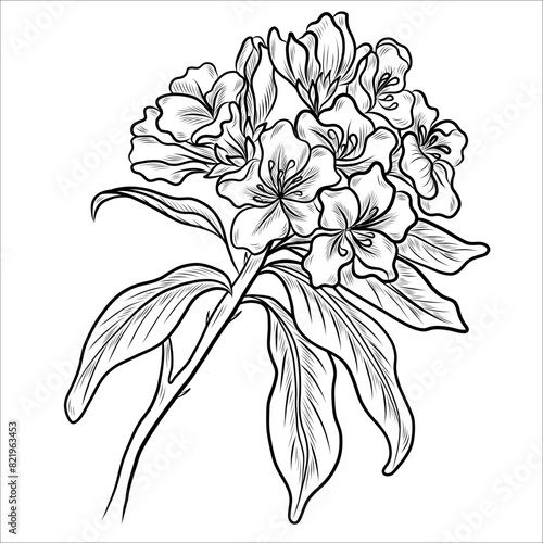 Rhododendron flower outlines. Botanical line art. Vector Azalea flowers