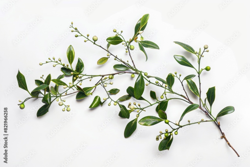Branch of a plant with green leaves and white flowers. Suitable for botanical and nature concepts Branch of a plant with green leaves and white flowers. Suitable for botanical and nature concepts