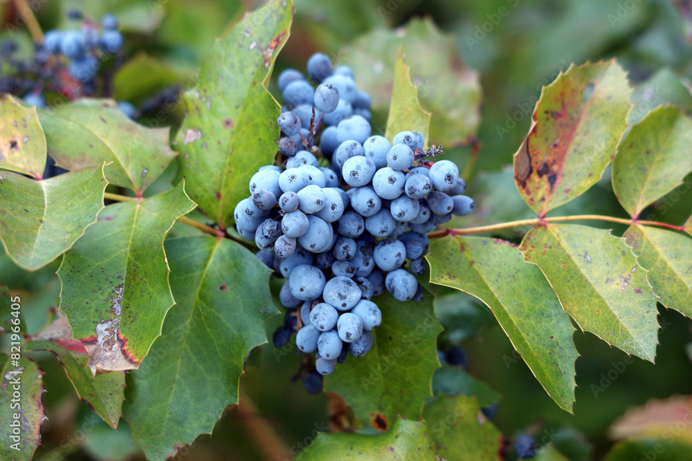 Oregon grape or Berberis aquifolium or Holly-leaved barberry or Mahonia aquifolium evergreen shrub flowering plant with small cluster of dense dark dusty blue berries and pinnate leaves Oregon grape or Berberis aquifolium or Holly-leaved barberry or Mahonia aquifolium evergreen shrub flowering plant with small cluster of dense dark dusty blue berries and pinnate leaves