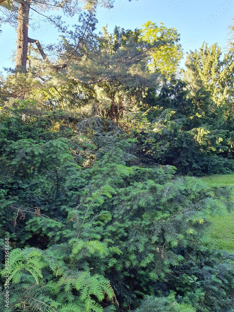 Obraz premium Coniferous plants in the park, young evergreen yew, pine, nature