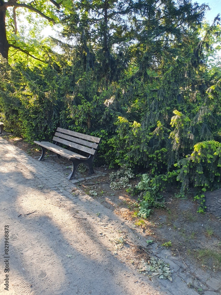 Wooden bench under a green Christmas tree in a city garden, pedestrian road, trees, nature Wooden bench under a green Christmas tree in a city garden, pedestrian road, trees, nature