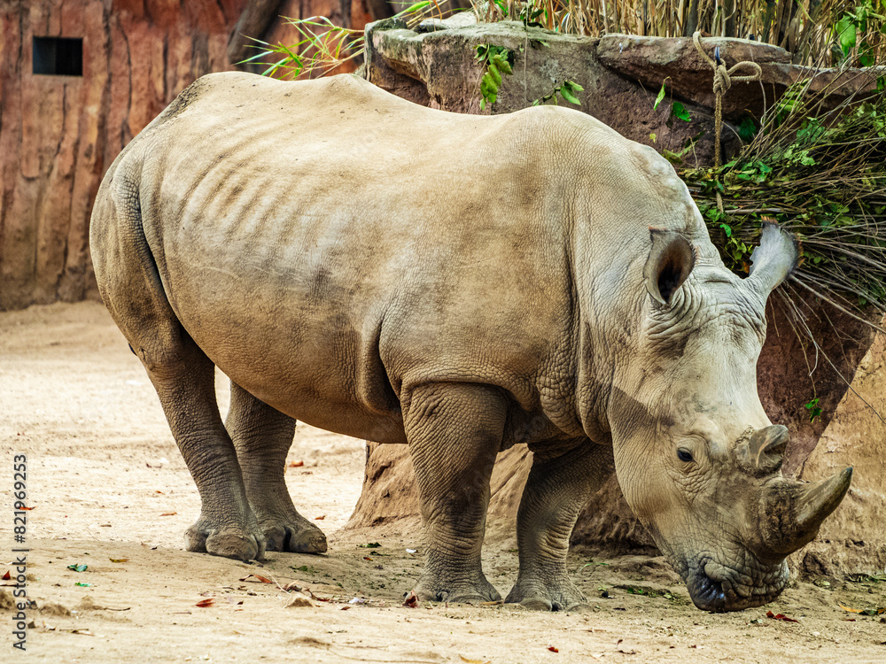 Fototapeta premium a rhino is standing by a tree in a zoo enclosure