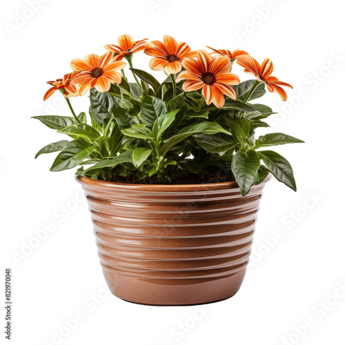 Flower on Pot Isolated on Transparent Background, PNG, Cut Out.