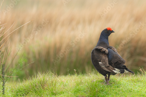 Black Grouse, Scientific name, Lyrurux tetrix.  Close up of a male black grouse, alert and stood   facing right on a managed grouse moor in Swaledale, Yorkshire Dales, UK.  Space for copy.  Horizontal