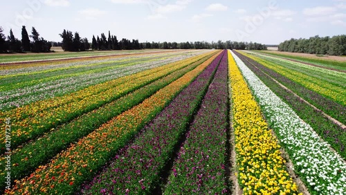 Field aerial video of Ranunculus in Kibbutz Nir Yitzhak photo