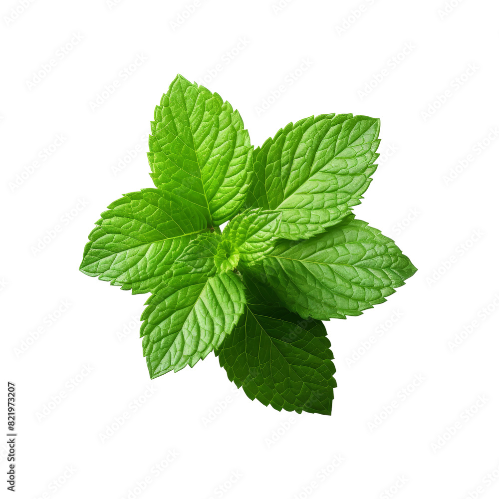 Fresh Mint Leaf Isolated on Transparent Background, PNG, Cut Out. Fresh Mint Leaf Isolated on Transparent Background, PNG, Cut Out.