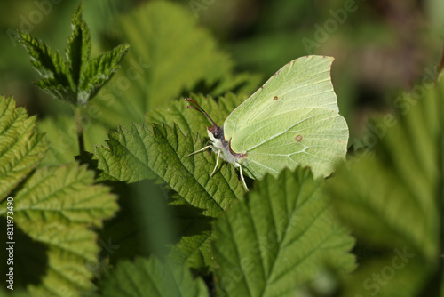 Photos A pretty Brimstone Butterfly, Gonepteryx rhamni, perching on a leaf in springtime