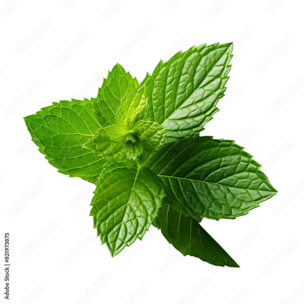 Fresh Mint Leaf Isolated on Transparent Background, PNG, Cut Out. Fresh Mint Leaf Isolated on Transparent Background, PNG, Cut Out.