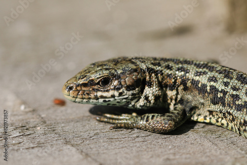 A Common Lizard (Zootoca vivipara) warming up on a wooden boardwalk.