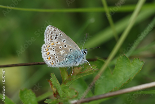 A Common Blue Butterfly, Polyommatus icarus, resting on plant in a meadow.