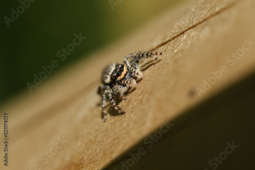 A cute Fence-Post Jumping Spider (Marpissa muscosa) on a wooden fence hunting for insects.