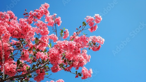 Fully pink blooms encircled by a lavish canopy of verdant crepe myrtle foliages at the crest of the tree over a backdrop of a lovely blue sky and space, Generative AI.
