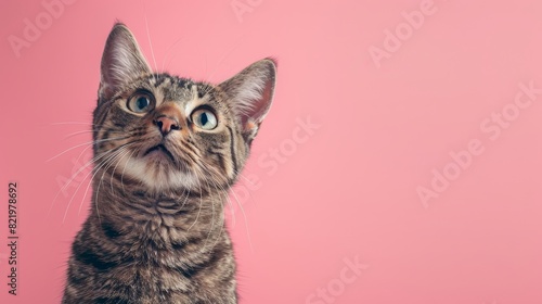 Against a pink background, an adult tabby cat poses sweetly