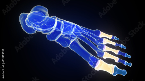 Anatomy of proximal phalanges bones in human foot 3d illustration photo