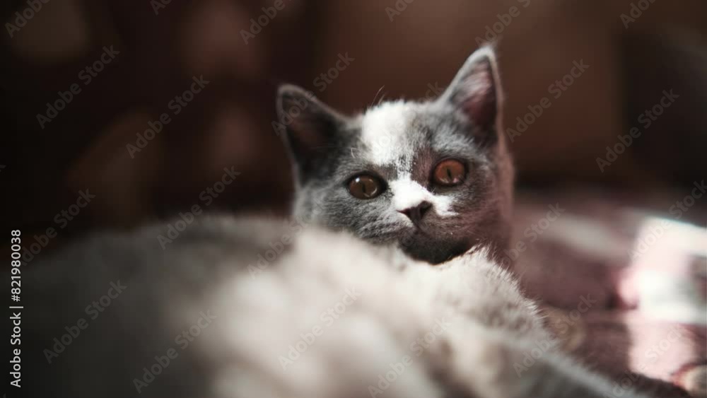 Gray Cat Laying on Top of Bed. A gray cat is resting comfortably on top of a bed in a relaxed position. Gray Cat Laying on Top of Bed. A gray cat is resting comfortably on top of a bed in a relaxed position.