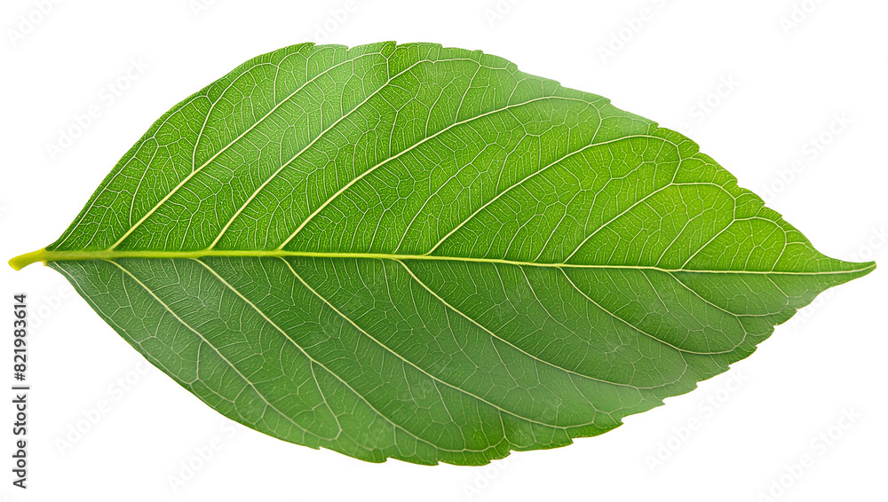 Obraz premium Green tropical single leaf