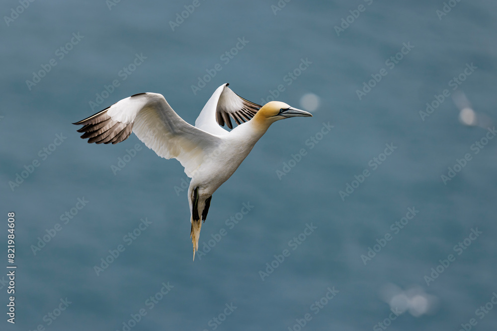 Gannet gracefully glides close to the water and land, where the earth meets the horizon Gannet gracefully glides close to the water and land, where the earth meets the horizon