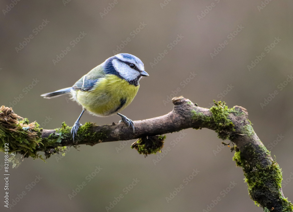Obraz premium a Blue tit bird perched on the side of a tree branch