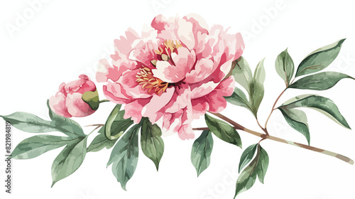 Watercolor peony and leaves hand drawn isolated