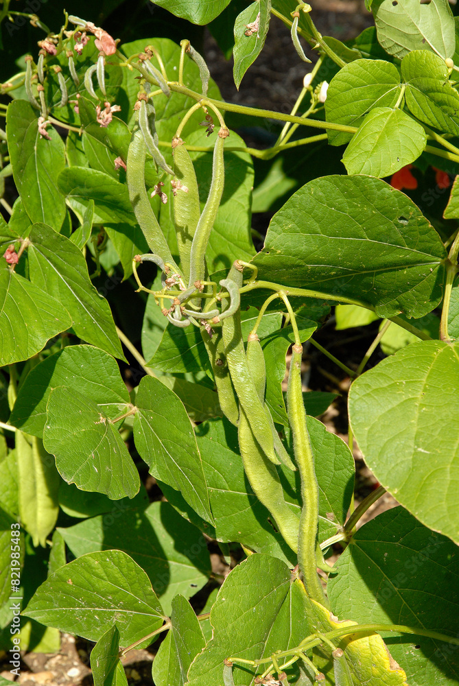 Phaseolus vulgaris 'Vilmorin RSL 3148-07' , Haricot plat grimpant Phaseolus vulgaris 'Vilmorin RSL 3148-07' , Haricot plat grimpant