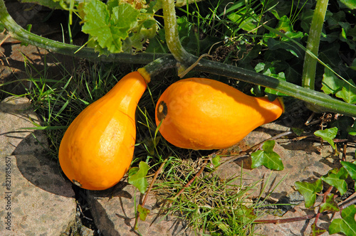 coloquinte cuillere, Cucurbita pepo photo