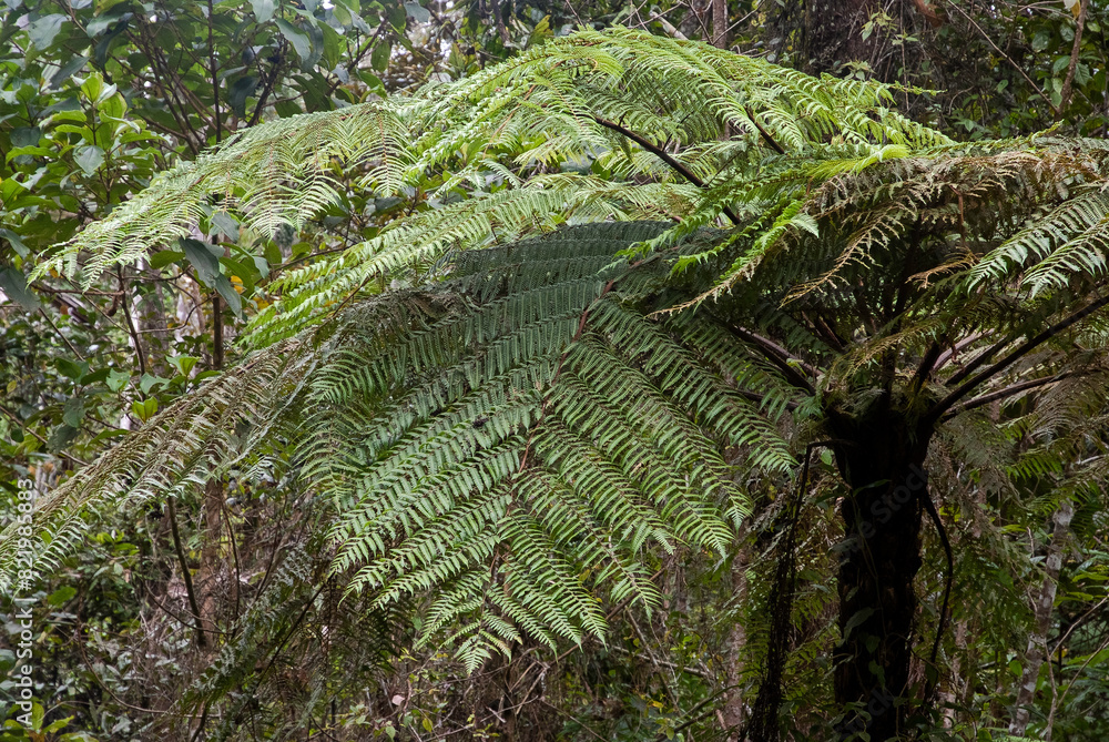 fougère arborescente, Cyathea borbonica, Madagascar fougère arborescente, Cyathea borbonica, Madagascar