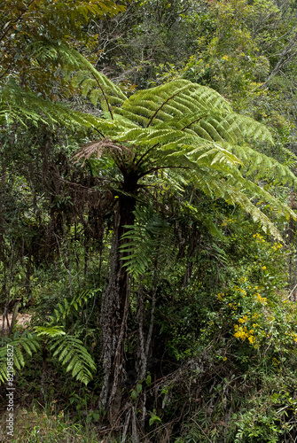 foug  re arborescente  Cyathea borbonica  Madagascar
