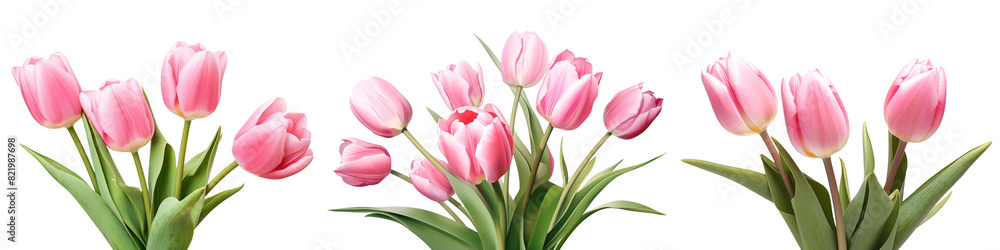 Tulip flowers png element set on transparent background Tulip flowers png element set on transparent background
