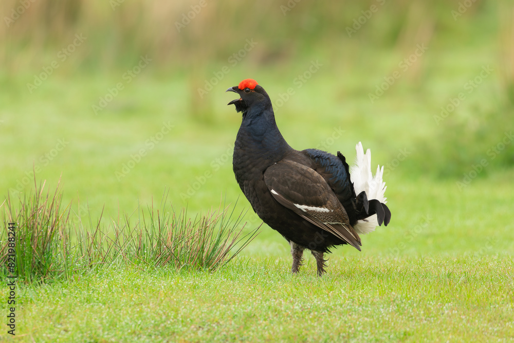 Black Grouse, Scientific name, Lyrurux tetrix. Close up of a male black grouse, alert and callings on managed grouse moorland in Swaledale, Yorkshire Dales, UK. Space for copy. Horizontal. Black Grouse, Scientific name, Lyrurux tetrix. Close up of a male black grouse, alert and callings on managed grouse moorland in Swaledale, Yorkshire Dales, UK. Space for copy. Horizontal.