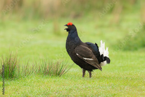 Black Grouse, Scientific name, Lyrurux tetrix.  Close up of a male black grouse, alert and callings on  managed grouse moorland in Swaledale, Yorkshire Dales, UK.  Space for copy.  Horizontal.