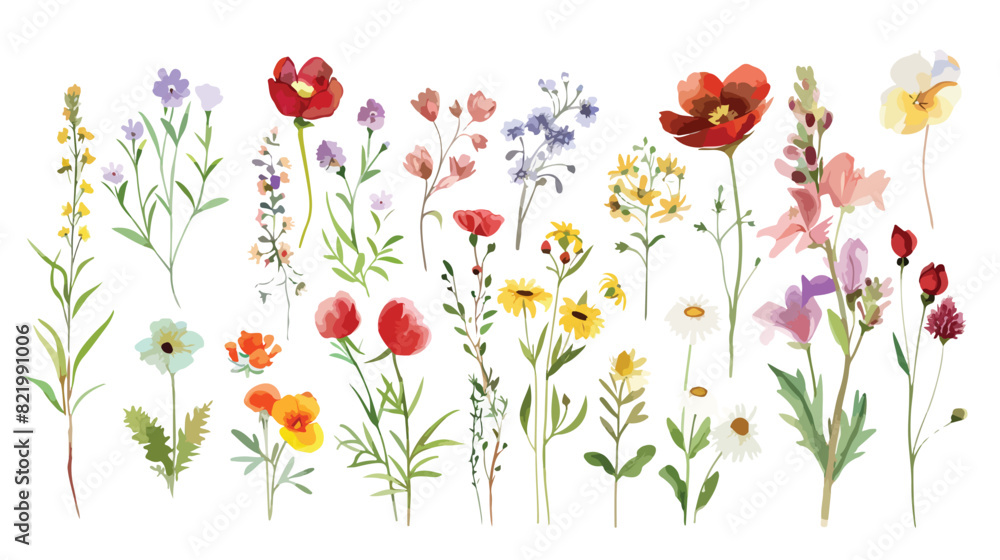Wild flowers bouquet watercolor botanical digital illustration