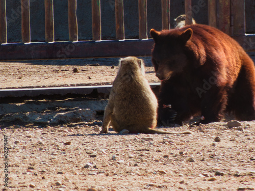 фотографія bear, brown, animal, big, baboon, masai, outdoors, wildlife, nat
