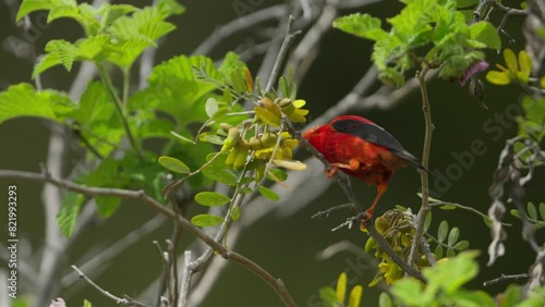 Hawaiian honeycreeper Drepanis coccinea feeding on tree flowers. Telephoto slomo photo