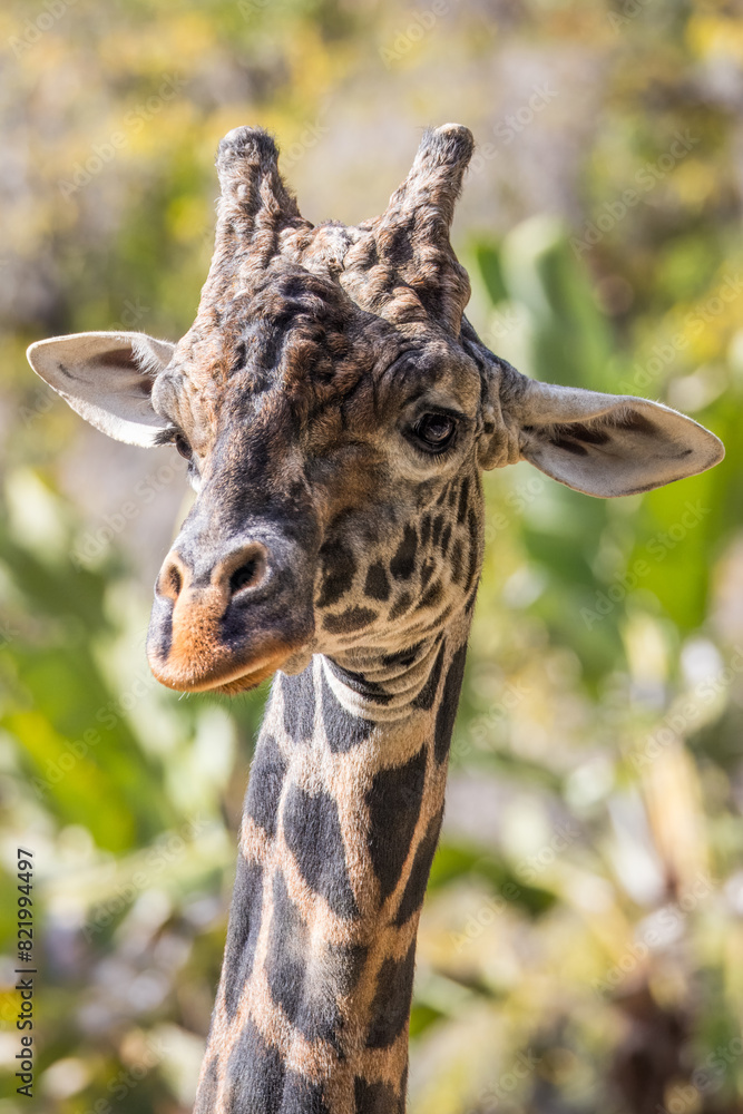 Fototapeta premium Closeup portrait of a giraffe in a sunny outdoor setting