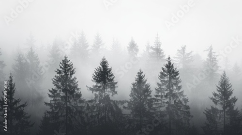 Mistic fir trees between fog.