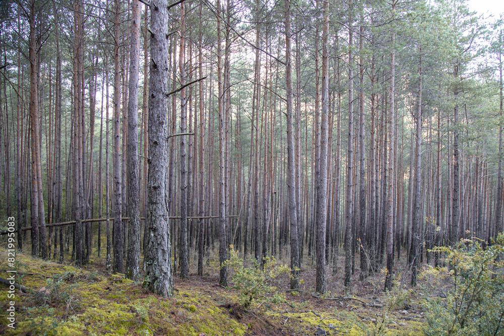 Lush forest brimming with towering trees Lush forest brimming with towering trees
