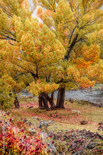 Bright trees in the autumn park. Warm autumn landscape. 