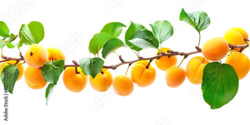 Close-up shot of fresh yellow apricots on a branch with vibrant green leaves. Health  nature  and fruit concepts.