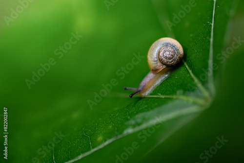 Tiny snail on the leaf in the woods in spring.