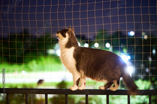 Grey cat enjoys fresh air and views on balcony ledge with safety net