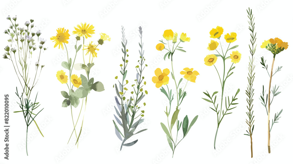 Wild flowers yellow plants herbs botanical watercolor