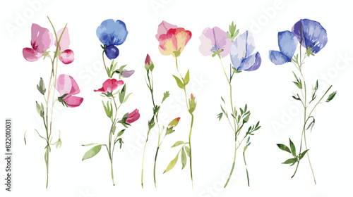 Wild flowers plants sweet pea herbs botanical waterco