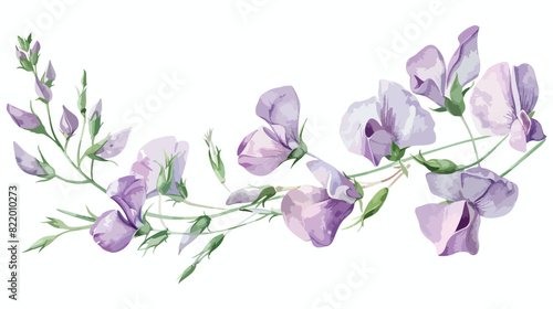 Wild pale purple flowers sweet pea plants herbs botan