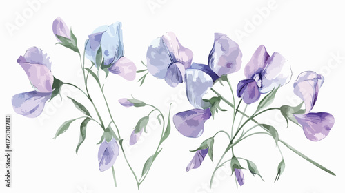 Wild pale purple flowers sweet pea plants herbs botan