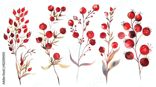 Wild red berries plants herbs botanical watercolor pa