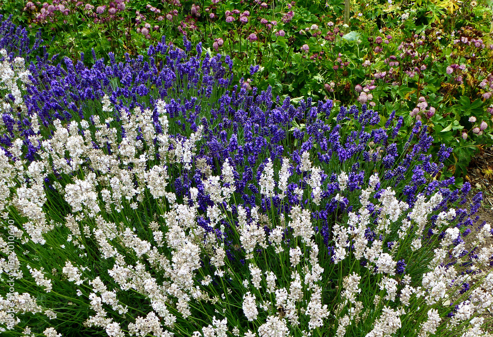 Purple and white lavenders in an English garden. Purple and white lavenders in an English garden.