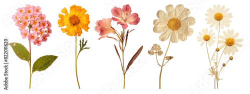 Dried flower png element set on transparent background photo